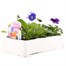 Pansy F1 Sweet Light Mix 6 Pack Boxed Bedding Alternative Image2